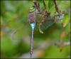 212046 – Photo : Josselyne Bayle – France (33)